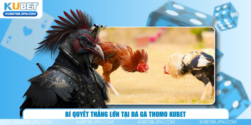 Bí quyết thắng lớn tại đá gà Thomo KUBET