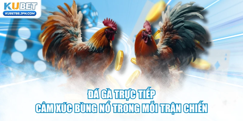 Đá Gà Trực Tiếp – Cảm Xúc Bùng Nổ Trong Mỗi Trận Chiến