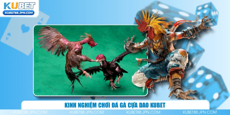 Kinh nghiệm chơi đá gà cựa dao KUBET