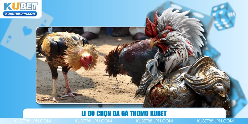 Lí do chọn đá gà Thomo KUBET