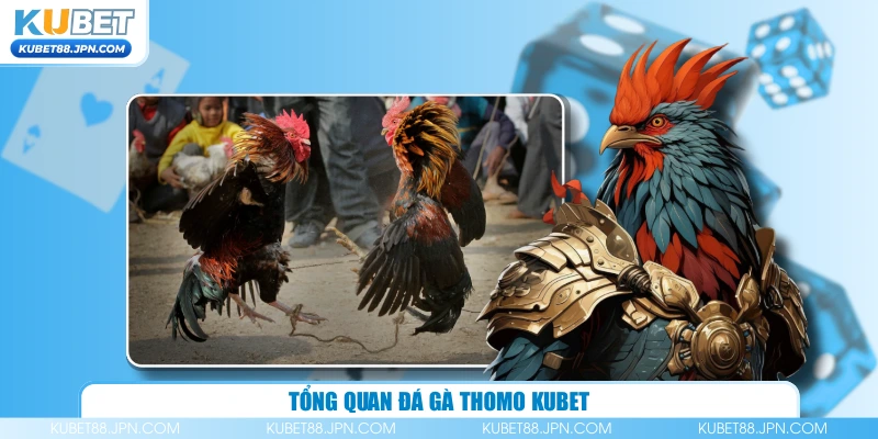 Tổng quan đá gà Thomo KUBET